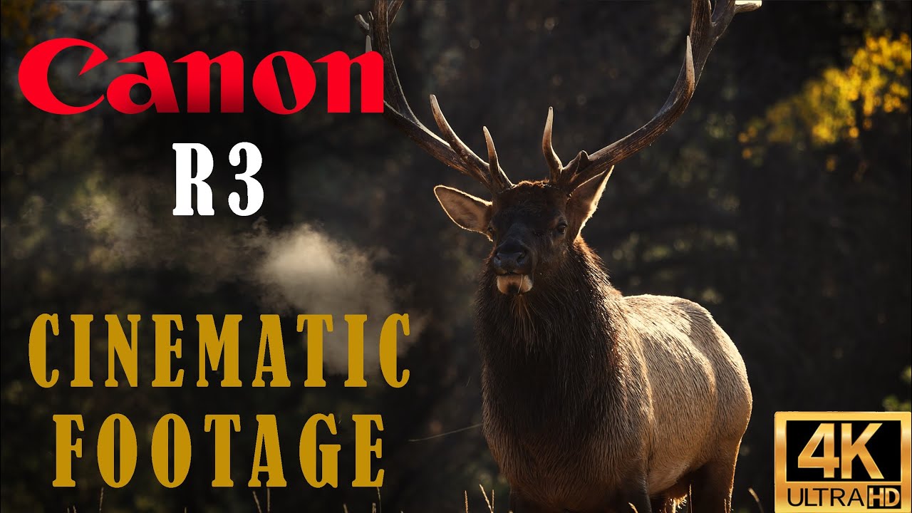 Animal R3 Canon R3 - Creating Cinematic Wildlife/Animal Footage - YouTube