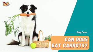 Can Dogs Eat Carrots? 5 Things You Should Know