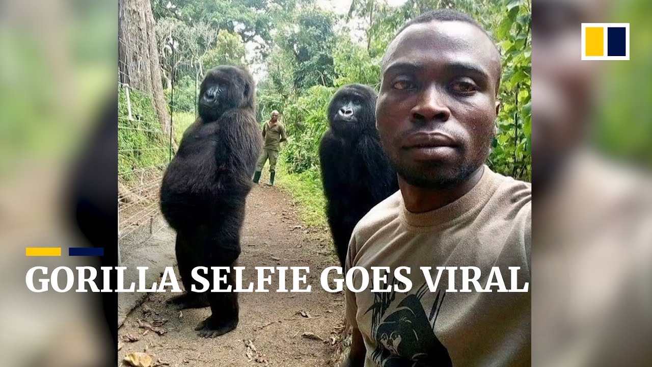 Why A Park Ranger S Selfie With Two Gorillas Went Viral Youtube Why A Park Ranger S Selfie With Two Gorillas Went Viral Youtube