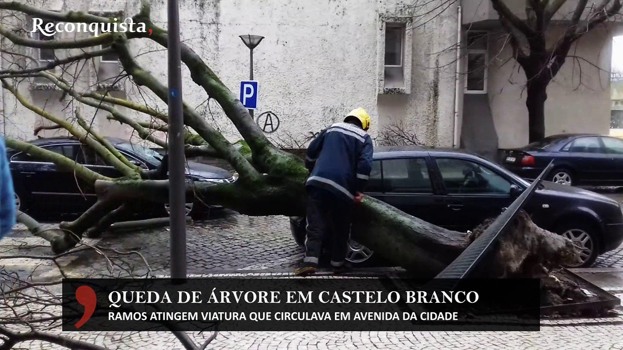 Queda de árvore em Castelo Branco