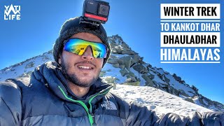 Winter Trek to Kankot Dhar Dhauladhar Himalayas