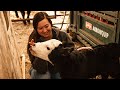 How to know that a cow is close to CALVING! Mp3 Song