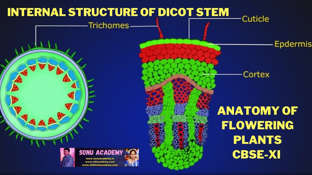 Internal structure. The Internal structure of the Plant Stem. Gymnosperms Stem Anatomy structure. Dicots Stem Cut Microscope.