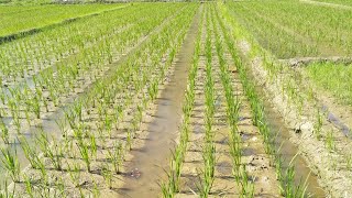 TECHNICAL TRIAL OF NEW RICE PLANTING