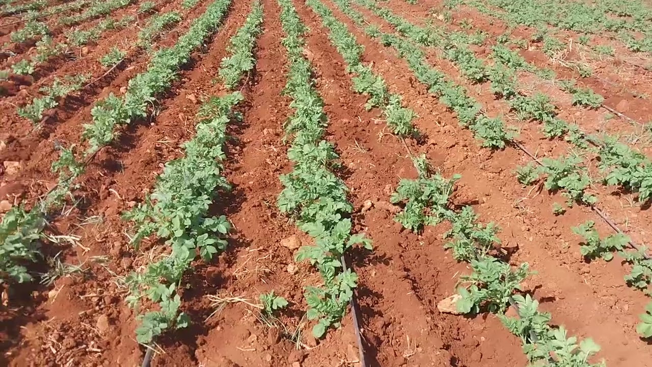 الحرث بضابة على البطاطس الشتوية  خدمة متقونة اوقتصادية 