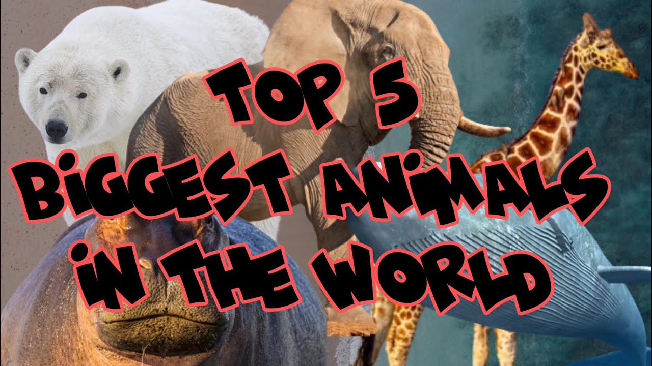The Realm Of The Giants Top 5 Biggest Animals In The World In Aspects the-realm-of-the-giants-top-5-biggest-animals-in-the-world-in-aspects