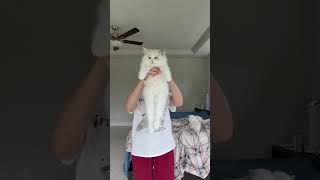 Do You Like Methe Best Of 2026 Loveley Kittens viral cat cute  cats love shorts