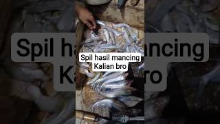 cara mancing ikan lais