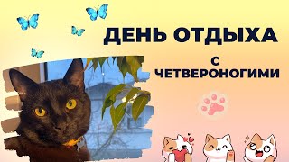 ДЕНЬ ОТДЫХА с четвероногими. Кот познал дзен.