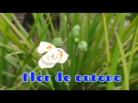 Vídeo: Tetraz Imperial (32 Fotos): Plantio E Cuidados Em Campo Aberto. Como Desenterrar E Armazenar Uma Flor Real No Outono?