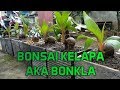 MELENGKAPI KOLEKSI BONSAI KELAPA