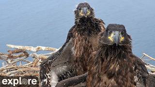 LIVE West End Bald Eagle Nest Cam: Catalina Island - IWS | explore.org