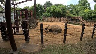 jpไปดูช้างไทยที่อยู่ในสวนสัตว์ญี่ปุ่น กำลังทำอะไรอยู่😀Go see the elephants in the Japanese zoo