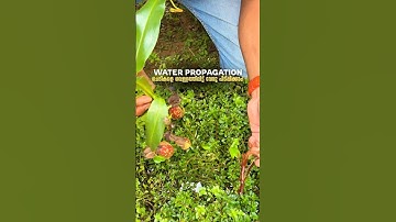 Nepenthes water propagation  🌱 Have you ever tried water propagation on plants?  #nepenthes