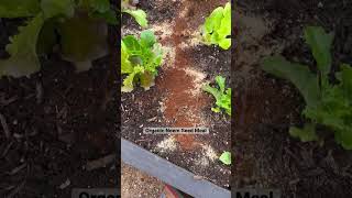 Are you dealing with ants? Try: Organic Neem Seed MEAL for pest control