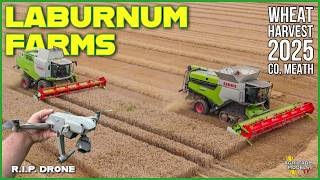 WHEAT HARVEST 2025 | CLAAS ACTION & DEAD DRONE | LABURNUM FARMS, MEATH, IRELAND