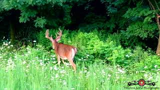 Monster Buck Spots Drone Sneaking Up On Him! Drone Footage