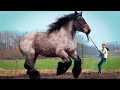Co potrafi największy koń świata