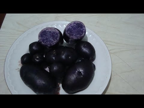 ФИОЛЕТОВЫЙ КАРТОФЕЛЬ , ПОЛЕЗНЫЙ ИЛИ ВРЕДНЫЙ ????