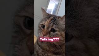 These Cats Are Actually Talking Ranking Funny Cats