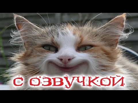 ПРИКОЛЫ С КОТАМИ! Самая смешная ОЗВУЧКА ЖИВОТНЫХ от Доми шоу