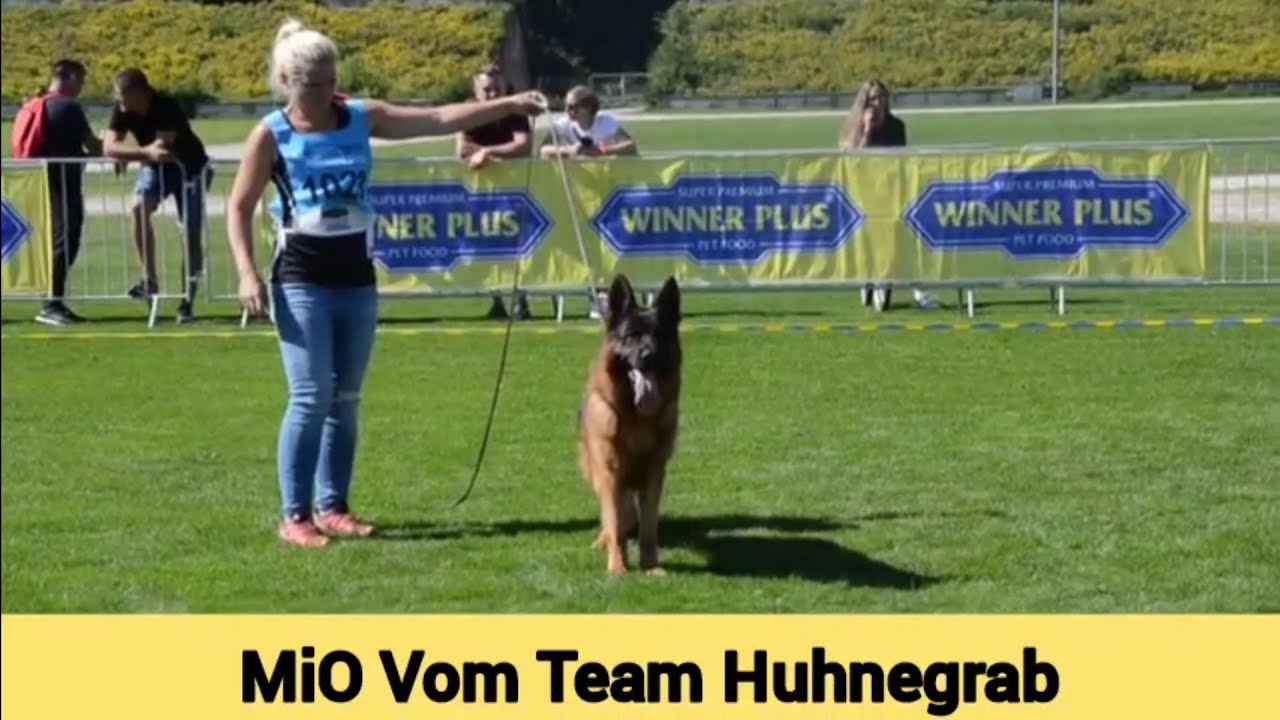 Mio Vom Team Huhnegrab @ BSZS 2023 #germanshepherd #dog #gsd #bszs2023 ...