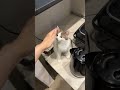 棚に登るの失敗する子猫#shorts