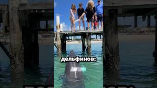 Нету рыбки — нет подарка
