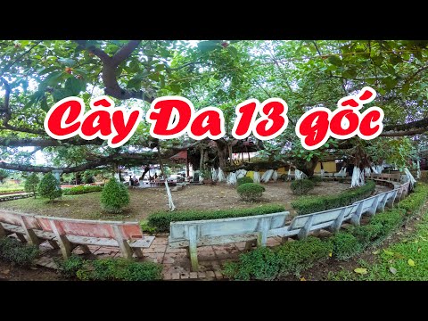 Video Cây Đa KHỦNG 13 gốc vài trăm tuổi, thế siêu đẹp tại... - youtube