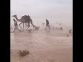 هجيني يا بكرتي 1440 