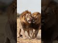 There can only be one king.