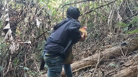 yos hav zoov dib qaib qus