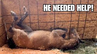 Foal gets stuck ~ This is a horse emergency!