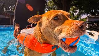 I built a  Pool for the Dog!...but will she like it?