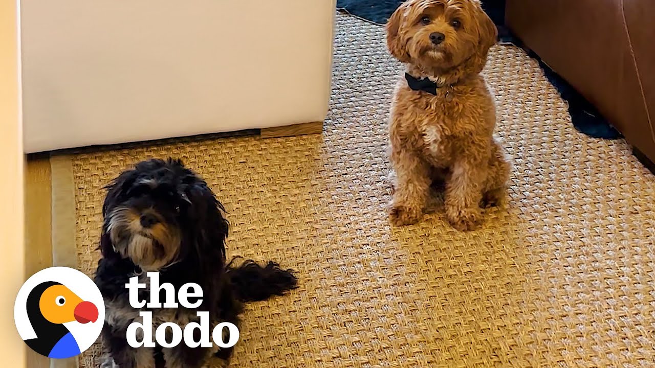 Dog Always Waits By His Girlfriend's Door | The Dodo - YouTube