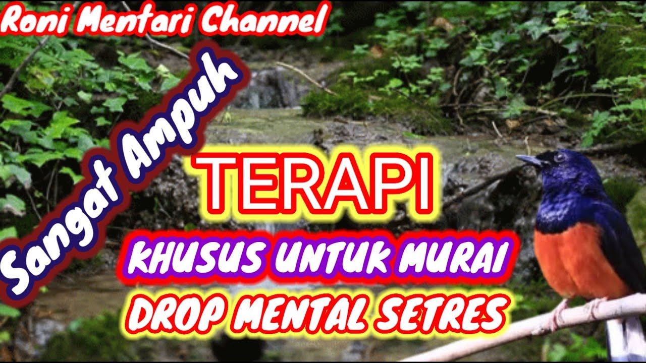 TERAPI BURUNG MURAI BATU MACET BUNYI ATAU DROP MENTAL DIJAMIN NYAUT