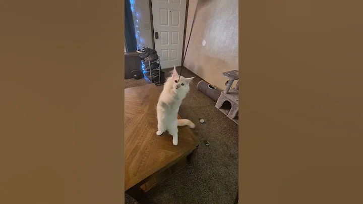 Video 10273141: mainecoon cat playing