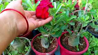 Adenium available for sale ll 626699 5161 