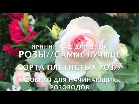 Видео: Роза Озирия: описание, засаждане и грижи