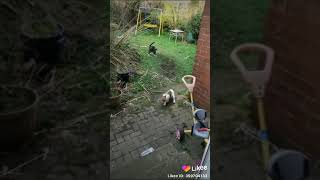 Cat & dog war #prnakster #shorts #tits #xxx #pranks #lol #pat #cat #dog #animal #save animal #love c