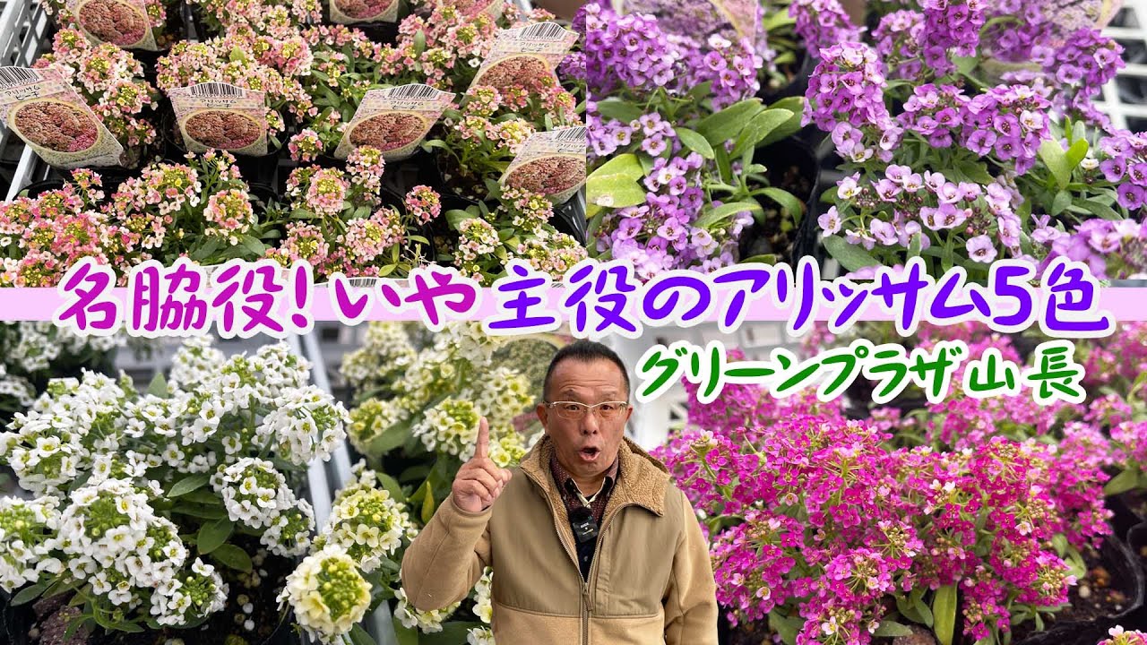 グリーンプラザ山長】寄せ植えにアリッサム！5色のカラー