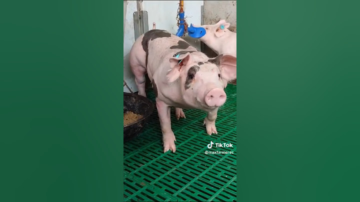 Sabes cuál es la mejor raza de cerdos para engorda? - cerdo pietrain aleman para engorde