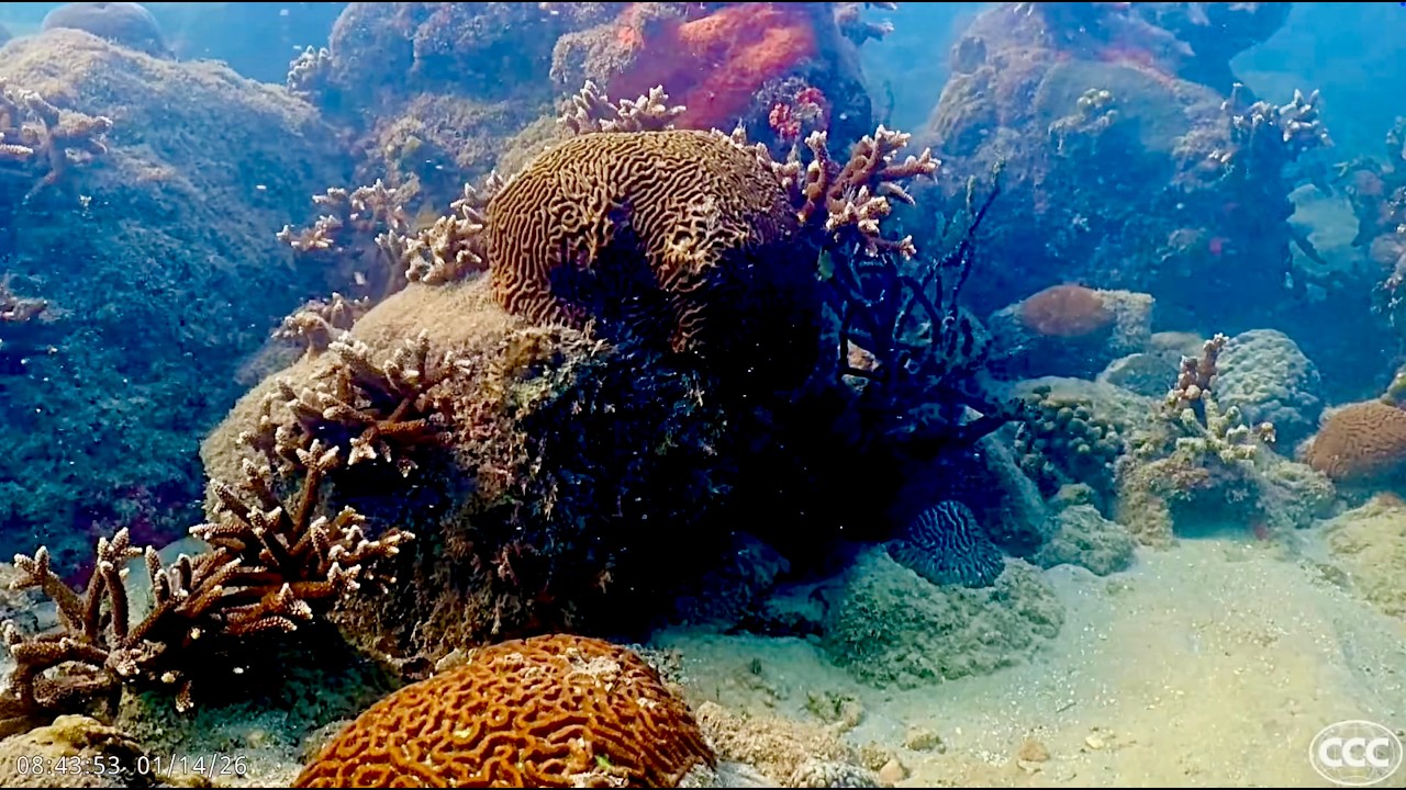 Coral City Camera | World Record Underwater Coral Growth Timelapse (1,000 Days) | 10fps