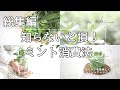 【美味しく消費🌿】お茶・コーヒー・シロップ・チョコミントまで楽しむ活用術