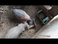 tratando as galinhas