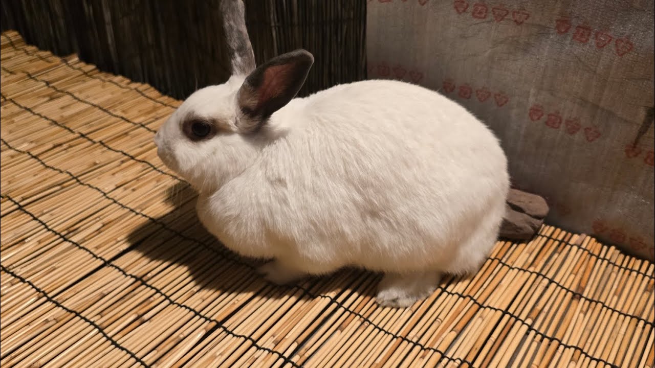 토끼 뚱이 