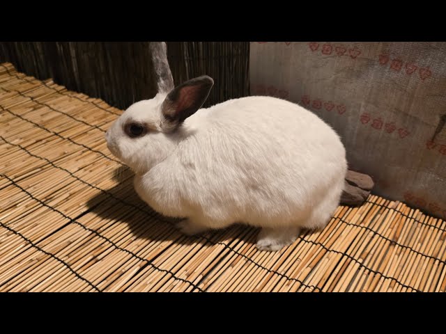 토끼 뚱이 