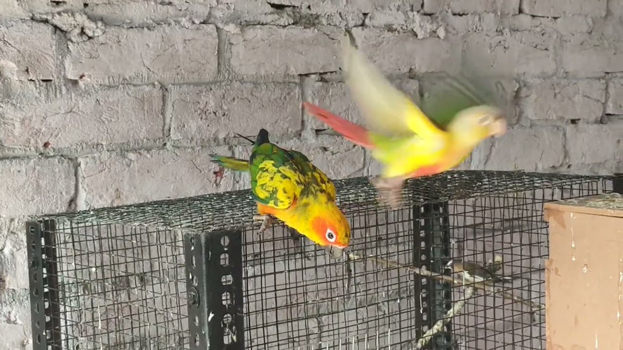 🦜🦜🦜🦜❤️❤️❤️❤️🦜🦜🦜🦜❤️❤️❤️