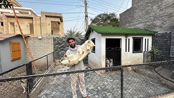 Polar Ko New Ghr Main Shift Kr Diya😍 