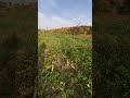 Wicked Fulani Boys Destroyed My Irrigation Farm Today 